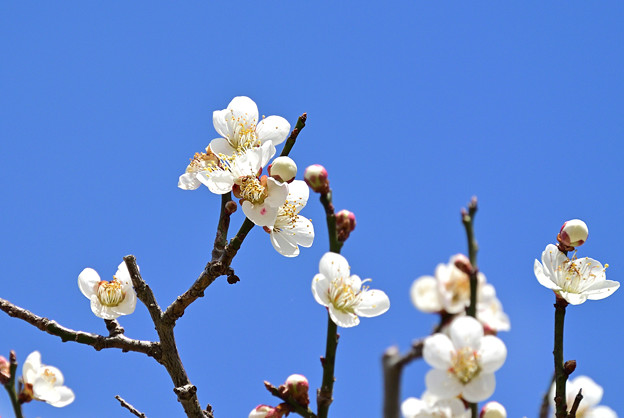 写真: 梅の花と青空