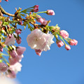 Photos: 八重の咲く季節