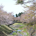 写真: 観音寺川の桜並木