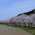 写真: 能登 日用川の桜並木（パノラマ風）