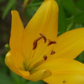 写真: 黄色い百合の花