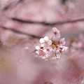 Photos: 京都・淀水路の河津桜06