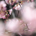 Photos: 京都・淀水路の河津桜12