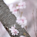 狭山公園のコシノヒガン桜10