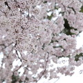 狭山公園のコシノヒガン桜01