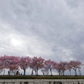 狭山公園のコシノヒガン桜21