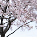 写真: 狭山公園のコシノヒガン桜02