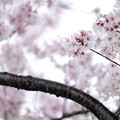 写真: 狭山公園のコシノヒガン桜16