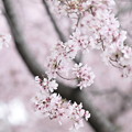 狭山公園のコシノヒガン桜06