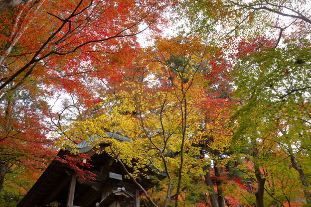 写真: 神戸有馬・瑞宝寺公園09