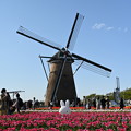 写真: チューリップと風車