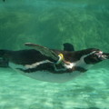 写真: フンボルトペンギンの泳ぎ