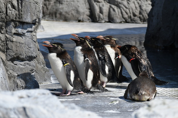 写真: ミナミイワトビペンギン