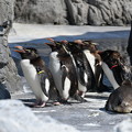 Photos: ミナミイワトビペンギン