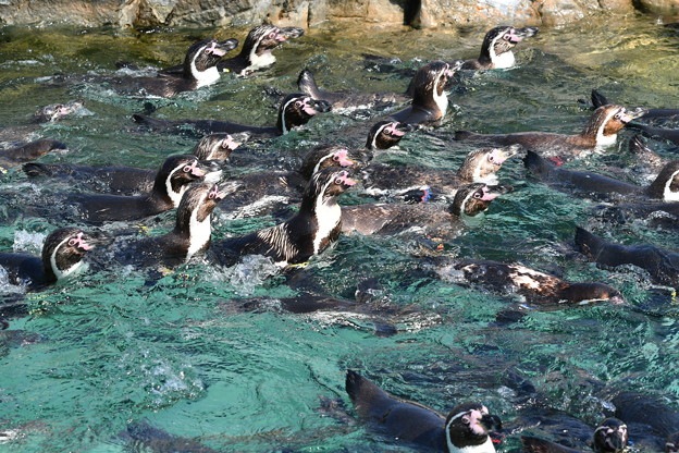 写真: フンボルトペンギン