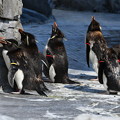 写真: ミナミイワトビペンギン