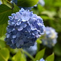 写真: 明月院の紫陽花 (明月院ブルー)