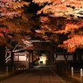 写真: 東漸寺の紅葉 (ライトアップ)