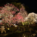写真: 長谷寺の梅 (ライトアップ)