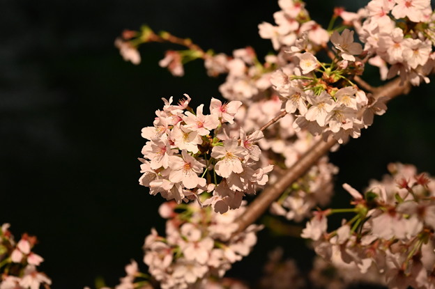 Photos: 千鳥ヶ淵の桜 (ライトアップ)