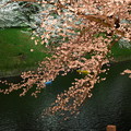 Photos: 千鳥ヶ淵の桜 (ライトアップ)