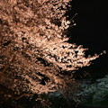 千鳥ヶ淵の桜 (ライトアップ)