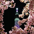 東京スカイツリーと桜