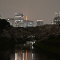写真: 千鳥ヶ淵の桜、ライトアップしていなかった
