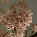 写真: 千鳥ヶ淵の桜 (夜桜、ライトアップ)