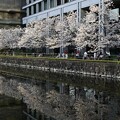 和田倉橋近くの桜
