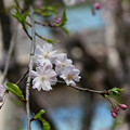 枝垂桜