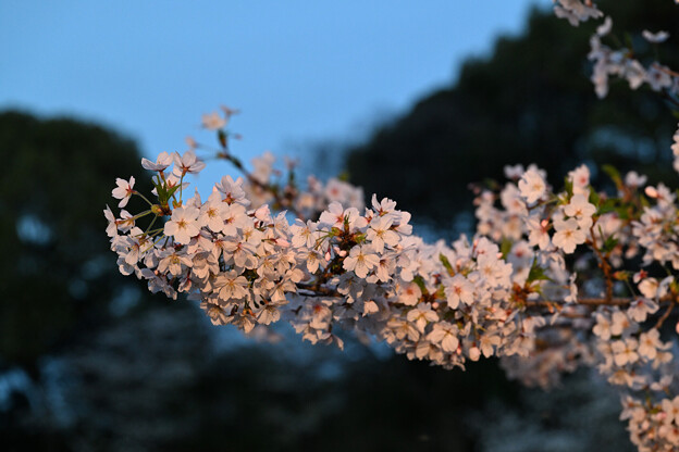 千鳥ヶ淵の桜 (夜桜、ライトアップ)