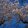 千鳥ヶ淵の桜 (夜桜、ライトアップ)