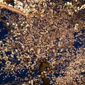 写真: 千鳥ヶ淵の桜 (夜桜、ライトアップ)