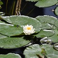 写真: 白い蓮の花