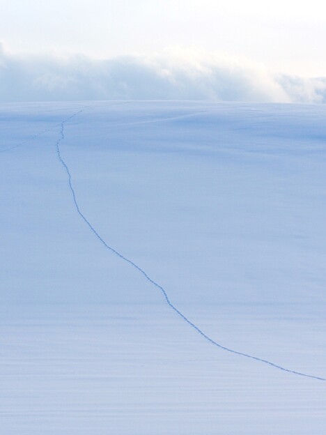写真: 雪原の足跡