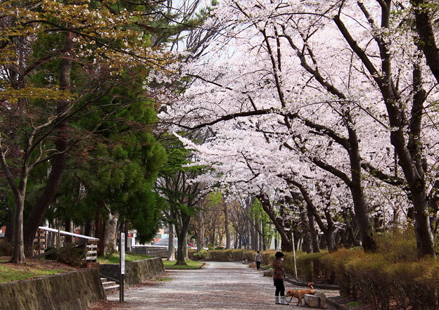 Photos: 平和公園の桜