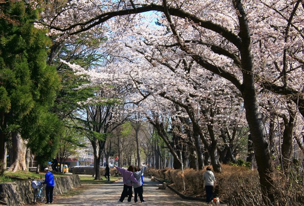写真: 平和公園の桜