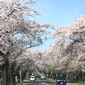 Photos: 桜川の桜