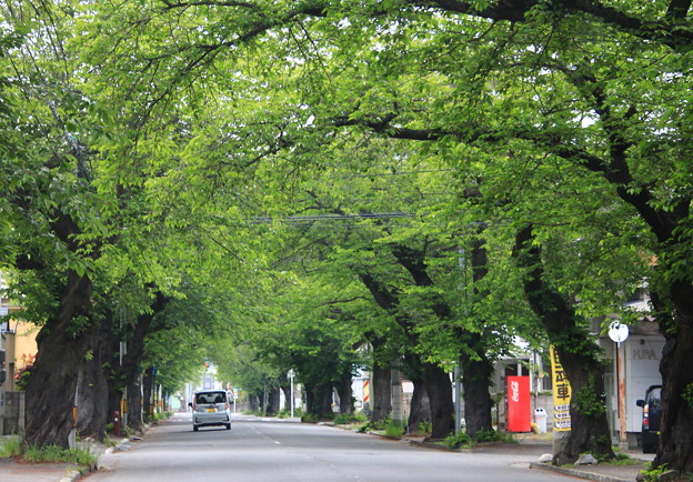 Photos: 新緑の葉桜並木道