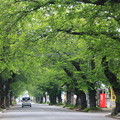 新緑の葉桜並木道