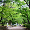 写真: 平和公園・葉桜トンネル