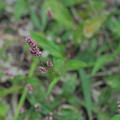 写真: 小さな雑草の花（５）
