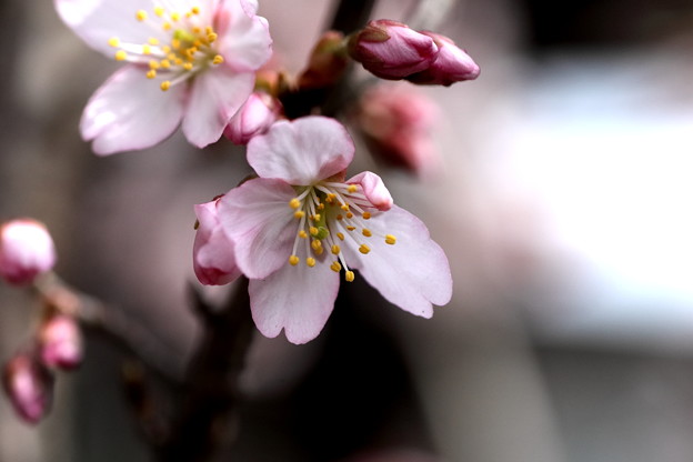 Photos: 早咲き桜開花２