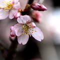 早咲き桜開花２