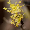 写真: 小さな黄色い花　サンシュユ