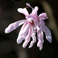 写真: ピンクの辛夷の花