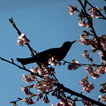 写真: 桜の花のヒヨドリ