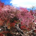 Photos: 小川町　桃の花風景