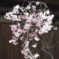 盆栽の枝垂れ桜